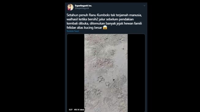 Lama Tak Terjamah Manusia Muncul Jejak Hewan  Ini di  