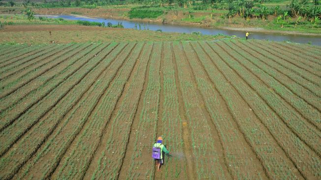 Petani menyemprot tanaman bawang merah di lahan aliran Sungai Serang yang surut di Desa Genengsari, Kemusu, Boyolali, Jawa Tengah, Senin (28/9/2020).  [ANTARA FOTO/Yusuf Nugroho]