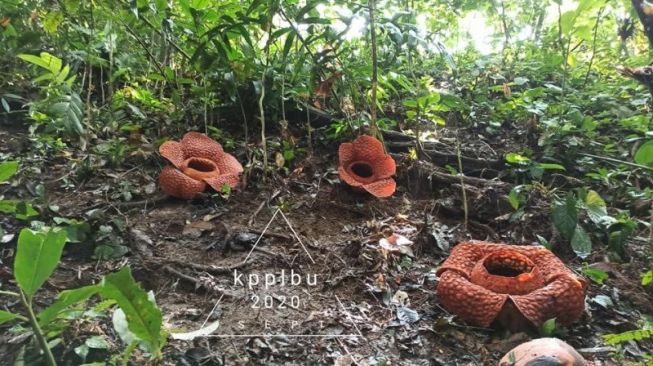 Menakjubkan! Tiga Kuntum Bunga Rafflesia Mekar Bersamaan di Bengkulu