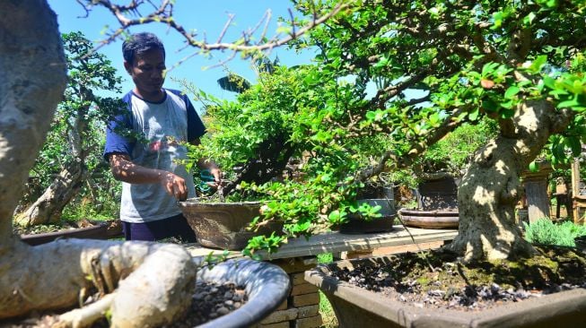 Fahru Rozi, merawat tanaman bonsai yang dibudidayakannya di Desa Bakalan Krapyak, Kudus Jawa Tengah, Selasa (29/9/2020).  [ANTARA FOTO/Yusuf Nugroho]