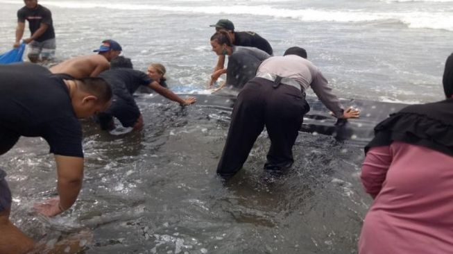 Foto Hiu Tutul Seberat 1,5 Ton Terdampar di Pantai Yeh Kuning Jembrana