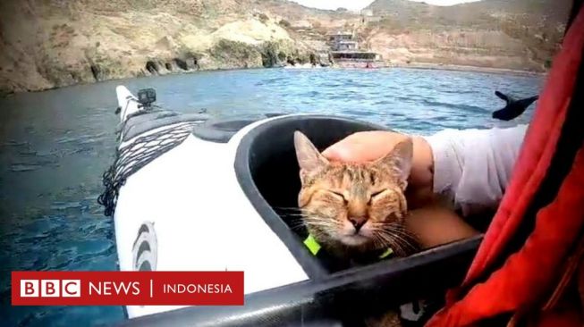 Mantan Olahragawan Bersepeda Keliling Dunia Ditemani Kucing Mungil