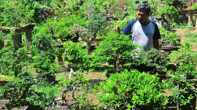 Mengenal Bonsai, Tanaman Kerdil yang Harganya Bisa Tembus Miliaran Rupiah