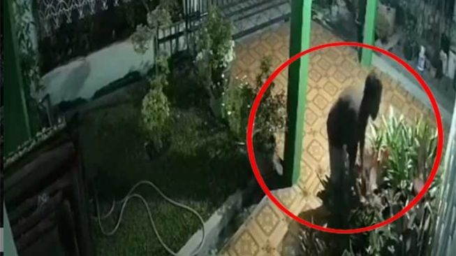 Lagi, Aksi Pencuri Tanaman Hias di Pekanbaru Terekam CCTV