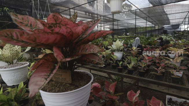 Puluhan Tanaman Aglonemanya Dicuri, Warga Riau Rugi Rp 100 Juta