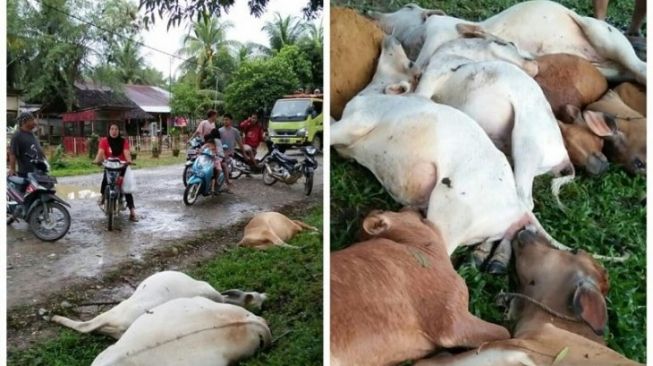 13 Ekor Lembu Milik Warga Langkat Mati Disambar Petir