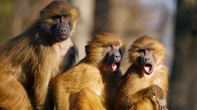 Monyet-monyet di Ubud Bali Masturbasi Pakai Batu, Digosok-gosok ke Alat Kelamin Kayak Mainan Seks