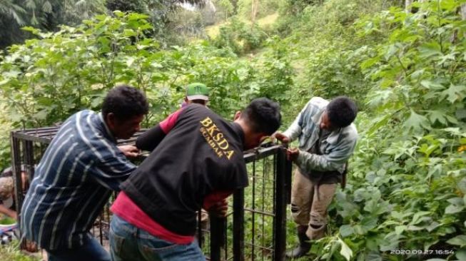 Antisipasi Serangan Hewan Liar ke Ternak Warga, BKSDA Agam Pasang Perangkap