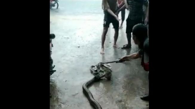 Ular Piton 3 Meter Muncul Saat Selokan Meluap di Sei Beduk