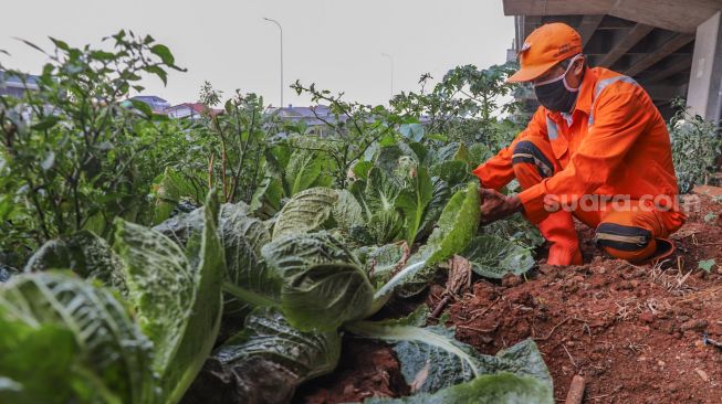 Petugas PPSU merawat tanaman sawi putih di Kolong Tol Becakayu, Kalimalang, Jakarta Timur, Jumat (2/10). [Suara.com/Alfian Winanto]