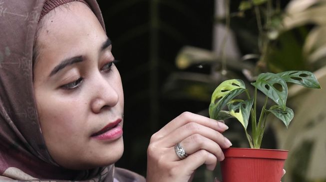 Informasi tentang Tanaman Monstera Variegata Harga Bunga Janda Bolong Dua Warna Viral