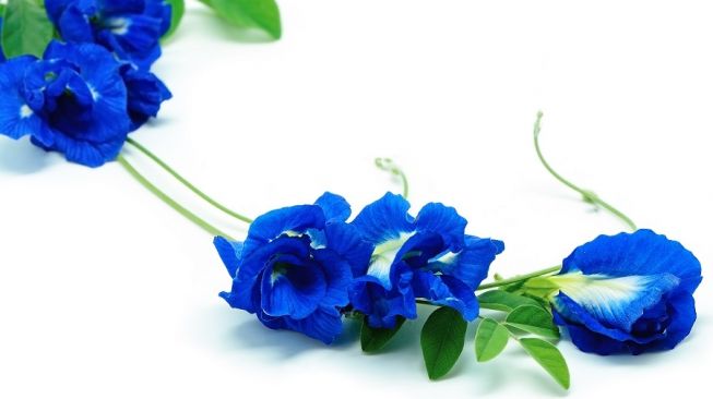Viral Di Kalangan Pecinta Tanaman Ini Fakta Unik Dan Manfaat Bunga Telang