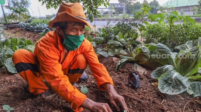 Petugas PPSU menanam bibit ketimun di Kolong Tol Becakayu, Kalimalang, Jakarta Timur, Jumat (2/10). [Suara.com/Alfian Winanto]