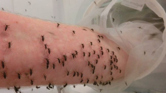 Merinding, Ilmuwan Ini Biarkan Ribuan Nyamuk Gigit Lengannya, Buat Apa?