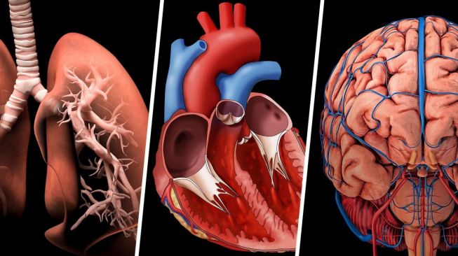 5 Jenis Organ Tubuh Manusia Yang Harus Diketahui