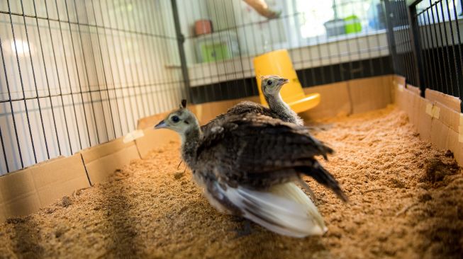 Dua ekor burung Merak Hijau (Pavo Muticus) berumur satu bulan berada di dalam sangkar di Kebun Binatang Bandung, Jawa Barat, Minggu (4/10/2020). [ANTARA FOTO/M Agung Rajasa]