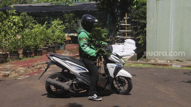 Pengemudi ojek online mengantarkan bibit tanaman buah pesanan warga di UPT Pusat Pengembangan Benih dan Proteksi Tanaman (P2BPT) Ragunan, Jakarta, Senin (5/10/2020). [Suara.com/Angga Budhiyanto]