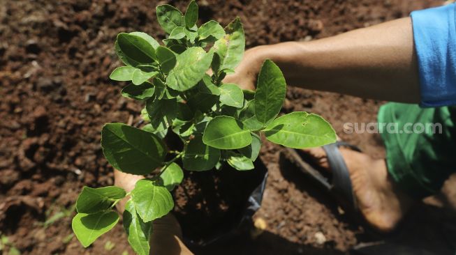 Petugas melakukan perawatan bibit tanaman buah yang akan dibagikan kepada warga secara gratis di UPT Pusat Pengembangan Benih dan Proteksi Tanaman (P2BPT) Ragunan, Jakarta, Senin (5/10/2020). [Suara.com/Angga Budhiyanto]