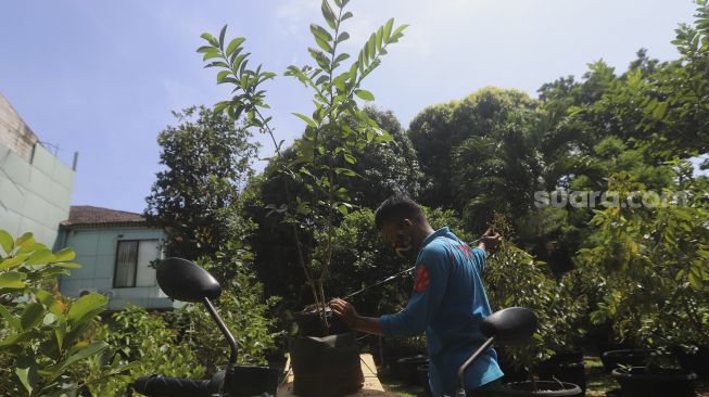 Petugas membagikan bibit tanaman buah kepada warga secara gratis di UPT Pusat Pengembangan Benih dan Proteksi Tanaman (P2BPT) Ragunan, Jakarta, Senin (5/10/2020). [Suara.com/Angga Budhiyanto]