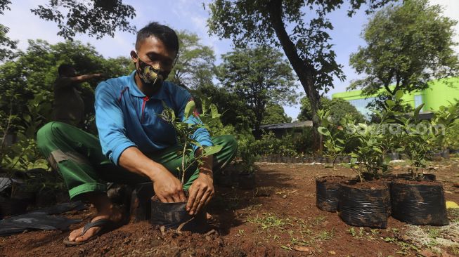 Petugas melakukan perawatan bibit tanaman buah yang akan dibagikan kepada warga secara gratis di UPT Pusat Pengembangan Benih dan Proteksi Tanaman (P2BPT) Ragunan, Jakarta, Senin (5/10/2020). [Suara.com/Angga Budhiyanto]