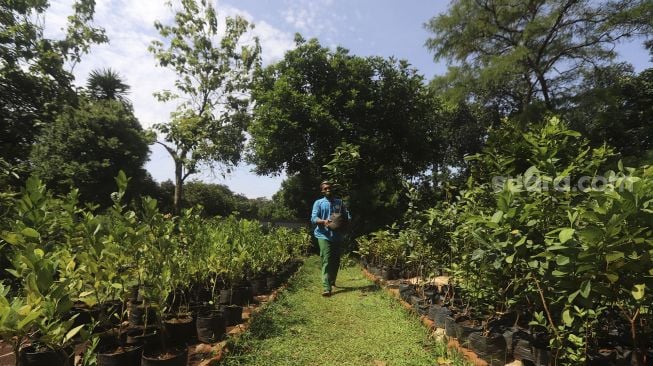 Petugas membawa bibit tanaman buah yang akan dibagikan kepada warga secara gratis di UPT Pusat Pengembangan Benih dan Proteksi Tanaman (P2BPT) Ragunan, Jakarta, Senin (5/10/2020). [Suara.com/Angga Budhiyanto]