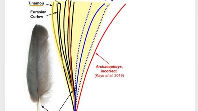 Ragam morfologi garis bulu burung modern (Carney et al., Nature, 2020) seperti yang dimiliki pada burung magpie contohnya [Science Alert].