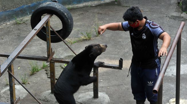 Seorang pawang, Phadlilla Nabhani (25), bercengkerama dengan seekor beruang madu (Helarctos malayanus) bernama Gaston, di Taman Marga Satwa dan Budaya Kinantan (TMSBK), Bukittinggi, Sumatera Barat, Selasa (6/10/2020).  [ANTARA FOTO/Iggoy el Fitra]