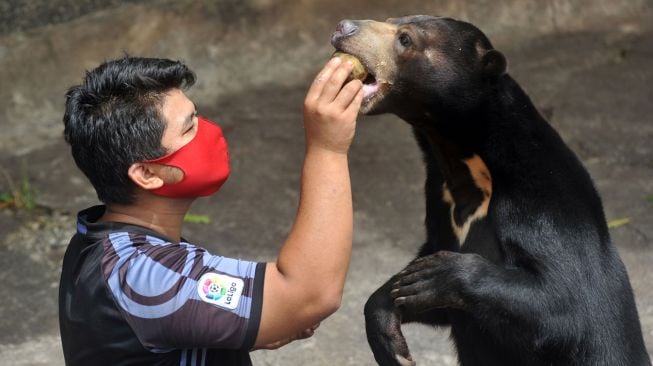 Seorang pawang, Phadlilla Nabhani (25), memberi makan seekor beruang madu (Helarctos malayanus) bernama Gaston, di Taman Marga Satwa dan Budaya Kinantan (TMSBK), Bukittinggi, Sumatera Barat, Selasa (6/10/2020).  [ANTARA FOTO/Iggoy el Fitra]