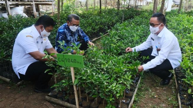 Atur Strategi Mengembalikan Kejayaan Jeruk Keprok Selayar