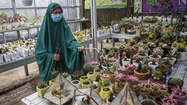 Pemilik kampung kaktus Palembang Fitri Dwi Juniarny (kiri) menyiram tanaman kaktus mini di Palembang, Sumatera Selatan, Selasa (6/10/2020).   [ANTARA FOTO/Nova Wahyudi]