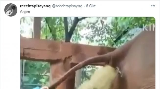 Video dua orang bantu gajah yang tengah sembelit. - (Twitter/@recehtapisayng)