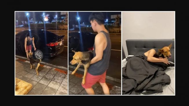 Dalam Pengaruh Miras, Seorang Pria di Thailand Tak Sengaja Adopsi Anjing