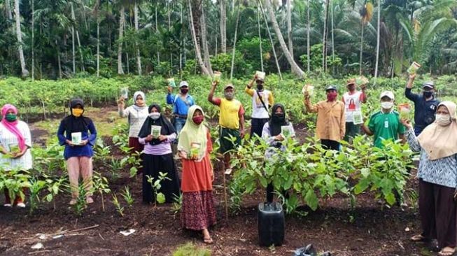 Tingkatkan Ekonomi dan Cegah Karhutla, 7 Desa di Inhil Budidaya Jahe Merah