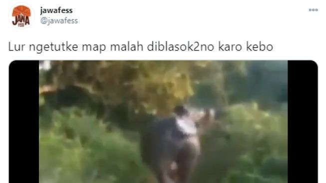 Video dua orang pemuda yang kesasar mengikuti rombongan kerbau. - (Twitter/@jawafess)