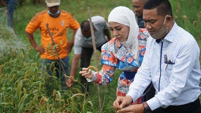 Bella Shofie dan Daniel Rigan panen padi hotong. [Instagram]