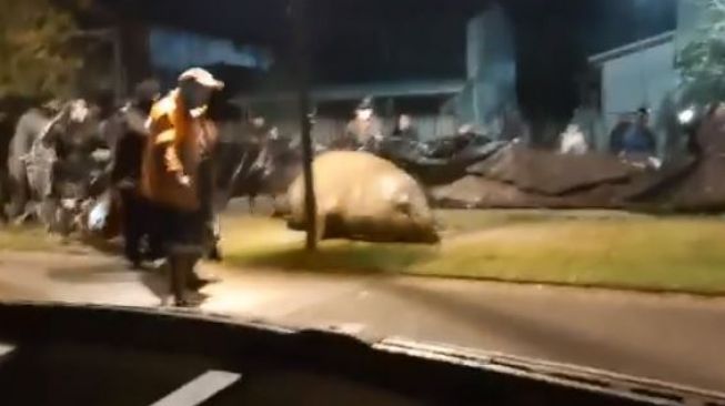 Seekor anjing laut gajah (elephant seals) terlihat mondar-mandir di tengah kota Puerto Cisnes, Chile, 5 Oktober 2020.