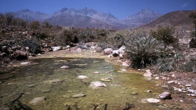 Mengenal Pulau Asing Socotra, Tempat Hidup Tanaman dan Hewan Aneh