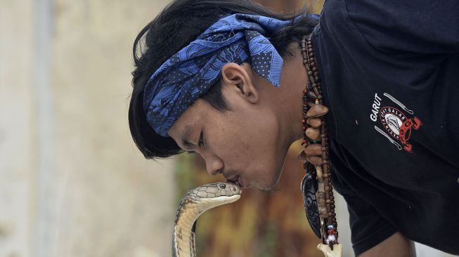 Pemimpin Padepokan Pecinta Oray Galak (POG) Rizki Disorder berlatih atraksi ular jenis King Cobra di Kadungora, Kabupaten Garut, Jawa Barat, Jumat (9/10/2020).   [ANTARA FOTO/Candra Yanuarsyah]