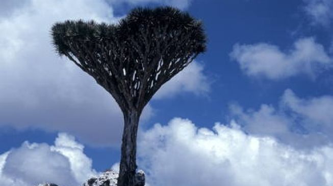 Pulau Socotra. [Unesco/©Mario Caruso]