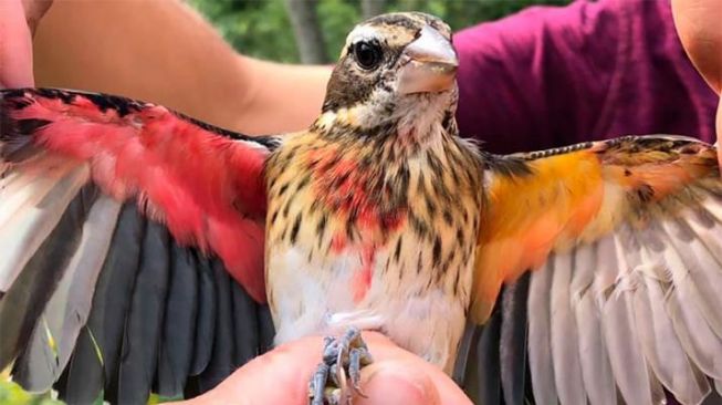 Spesies Langka, Peneliti Temukan Burung dengan Dua Jenis Kelamin