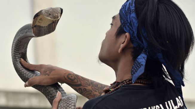 Pemimpin Padepokan Pecinta Oray Galak (POG) Rizki Disorder berlatih atraksi ular jenis King Cobra di Kadungora, Kabupaten Garut, Jawa Barat, Jumat (9/10/2020).  [ANTARA FOTO/Candra Yanuarsyah]