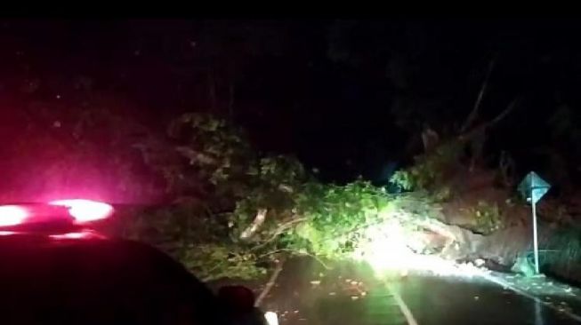 Hujan Deras, Pohon Beringin Tumbang Tutupi Akses Jalan Rendang