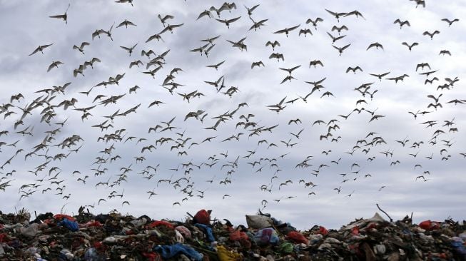 Kawanan burung kuntul putih (babulcus ibis) terbang di atas kawasan Tempat Pembuangan Akhir (TPA) terpadu di Blang Bintang, Aceh Besar, Aceh, Minggu (11/10/2020). [ANTARA FOTO/Irwansyah Putra]