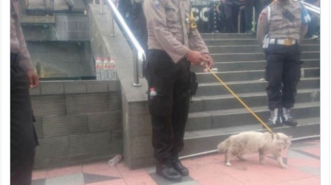 Bikin Gemas, Polisi Ini Bawa Kucing Pelacak Saat Demo di Magelang