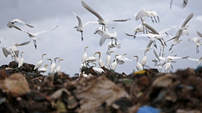 Kawanan burung kuntul putih (babulcus ibis) di kawasan Tempat Pembuangan Akhir (TPA) terpadu di Blang Bintang, Aceh Besar, Aceh, Minggu (11/10/2020). [ANTARA FOTO/Irwansyah Putra] 