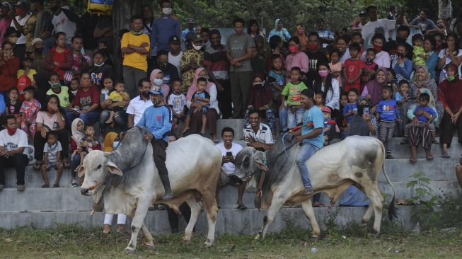 Sejumlah peserta menunggangi sapi saat mengikuti silahturahmi peternak sapi Jawa di Tibayan, Jatinom, Klaten, Jawa Tengah, Minggu (11/10/2020). [ANTARA FOTO/Aloysius Jarot Nugroho]