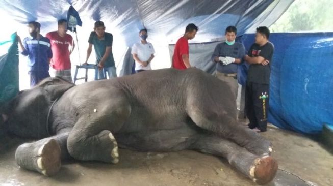 Ya Tuhan! Gajah Betina Berumur 38 Tahun Mati di Kebun Binatang Jambi