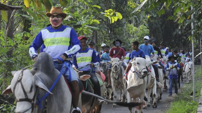 Sejumlah peserta menunggangi sapi saat mengikuti silahturahmi peternak sapi Jawa di Tibayan, Jatinom, Klaten, Jawa Tengah, Minggu (11/10/2020). [ANTARA FOTO/Aloysius Jarot Nugroho]