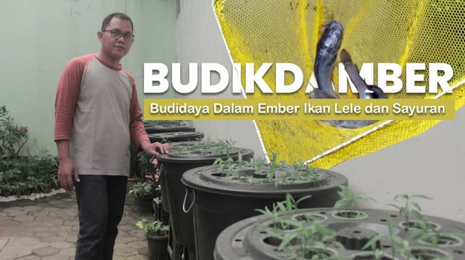 Budikdamber, Solusi Kreatif Menjaga Ketahanan Pangan Selama Pandemi Corona