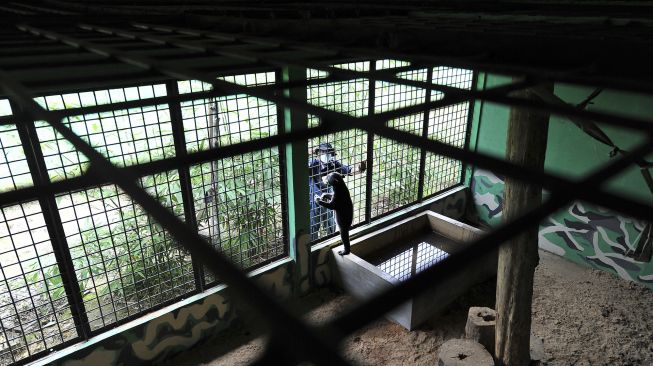 Petugas mengawasi aktivitas seekor beruang madu (Helarctos malayanus) yang dititipkan di Tempat Penyelamatan Satwa (TPS) BKSDA Jambi, Jambi, Senin (12/10/2020). [ANTARA FOTO/Wahdi Septiawan]